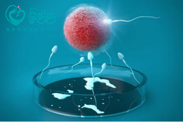 试管婴儿囊胚培养有哪些重要的知识