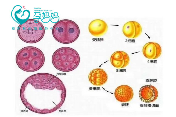 为什么医生都建议养囊，囊胚移植成功率有多高?