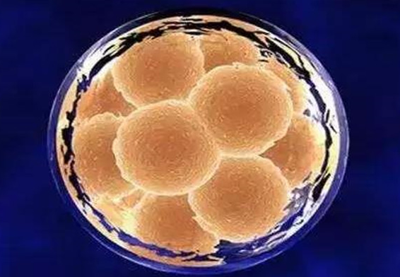 胚胎碎片多是什么原因？如何预防和降低?