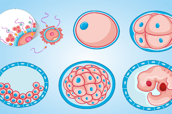 试管婴儿的胚胎级别究竟是如何划分的？