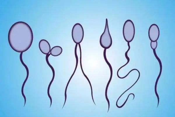 精子畸形会导致胚胎畸形？如何科学调理提高精子质量？