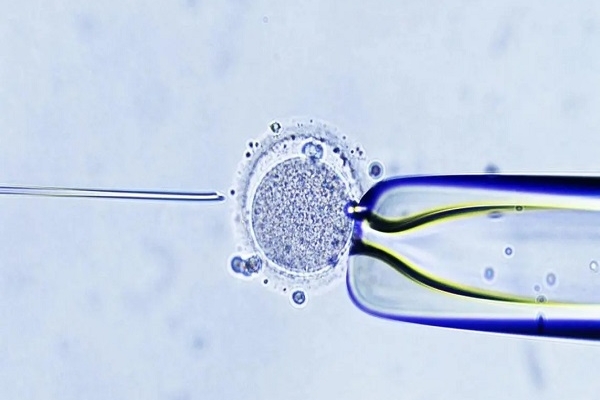 鲜胚移植条件详解：内膜厚度不达标需考虑冻胚移植