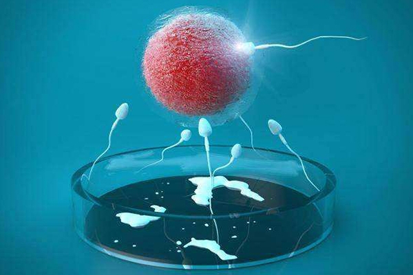 试管婴儿卵子养护：孕育新生命的科学之道
