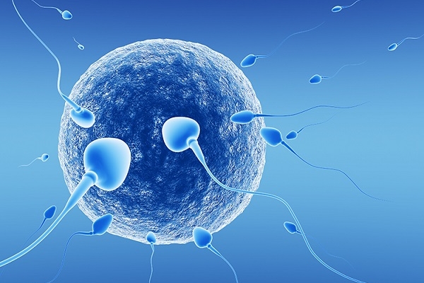 精子碎片与试管婴儿：生育之路上的一道关卡