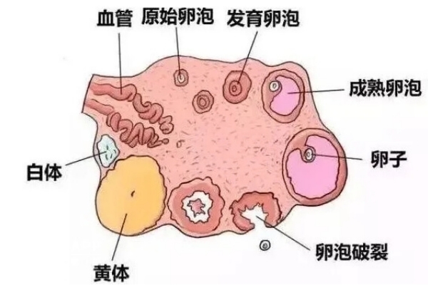 试管婴儿前AFC窦卵泡检查的重要性：为何它不可或缺