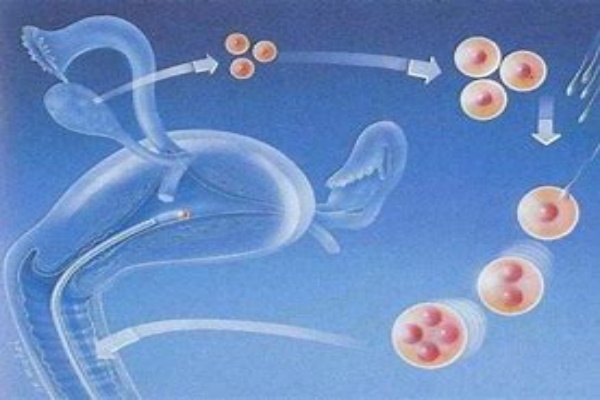 试管婴儿技术——生命奇迹的现代科学之旅