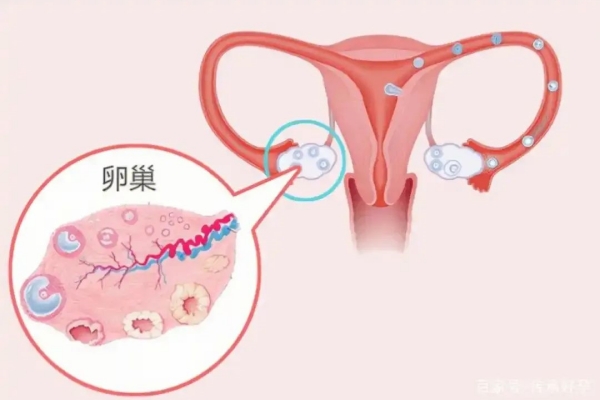 解锁生育密码：性激素六项与基础卵泡监测的全面指南
