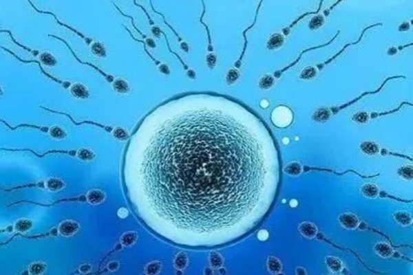 美国试管婴儿：揭秘影响胚胎数量的关键因素